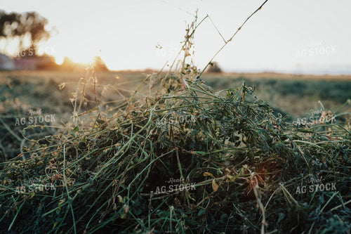 Cut Alfalfa 83138