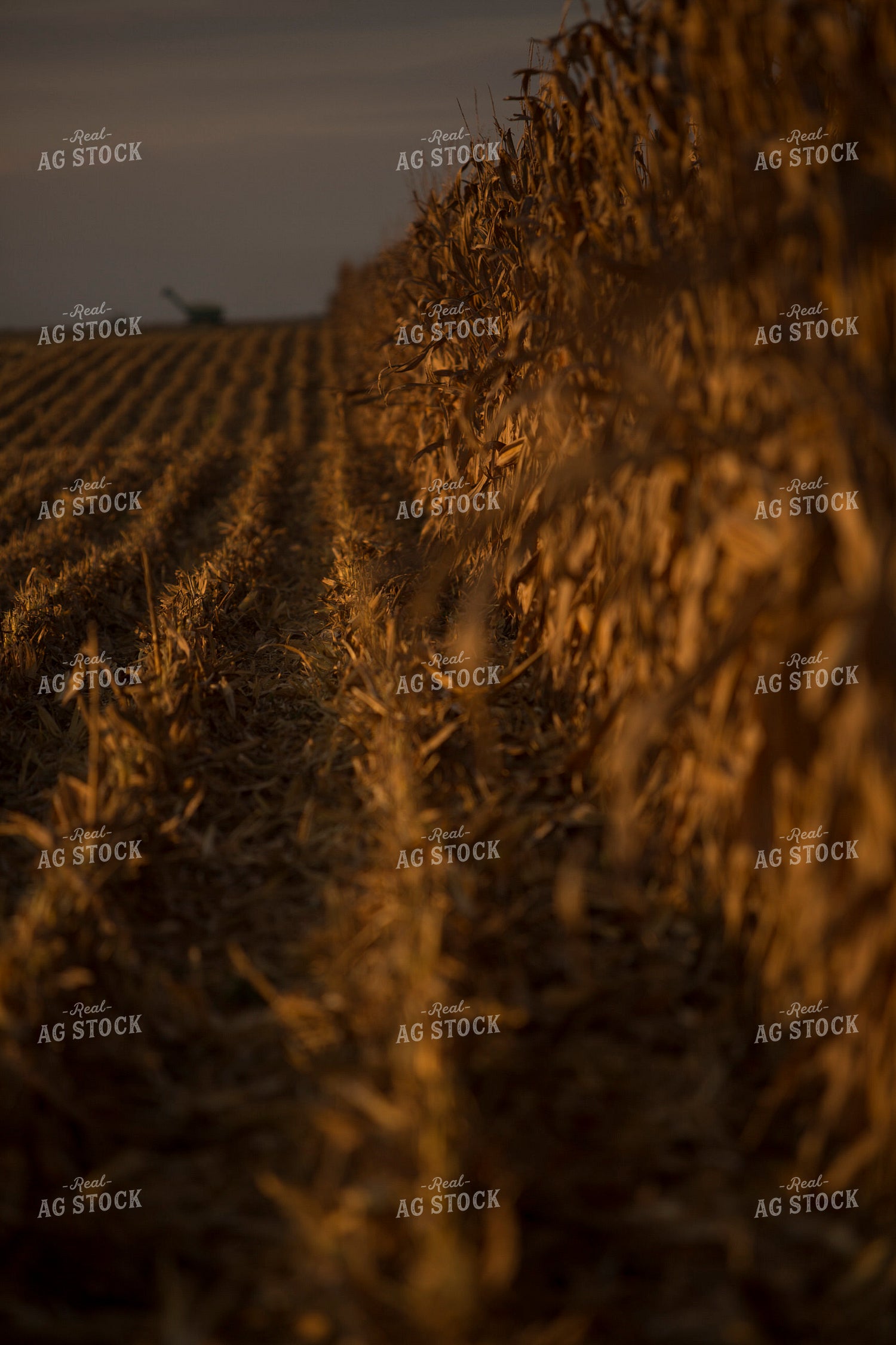 Corn - Dry 1319