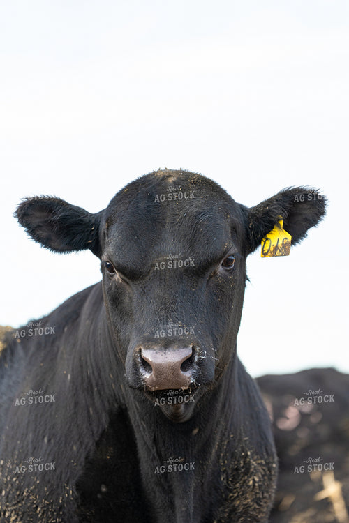 Angus Cattle 68204
