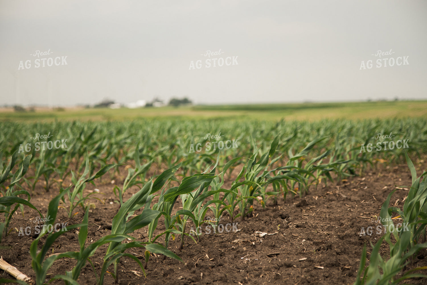 Corn Field 67358