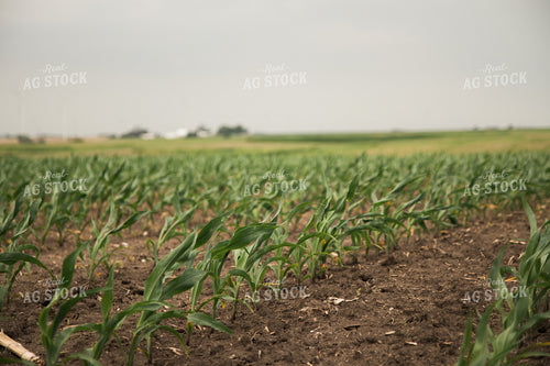 Corn Field 67358