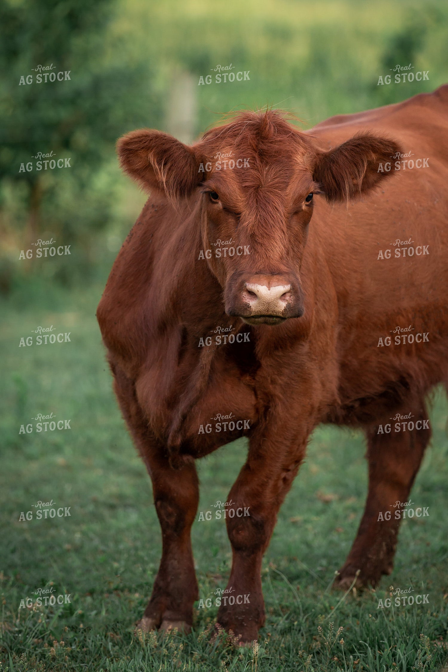 Show Cattle 270213