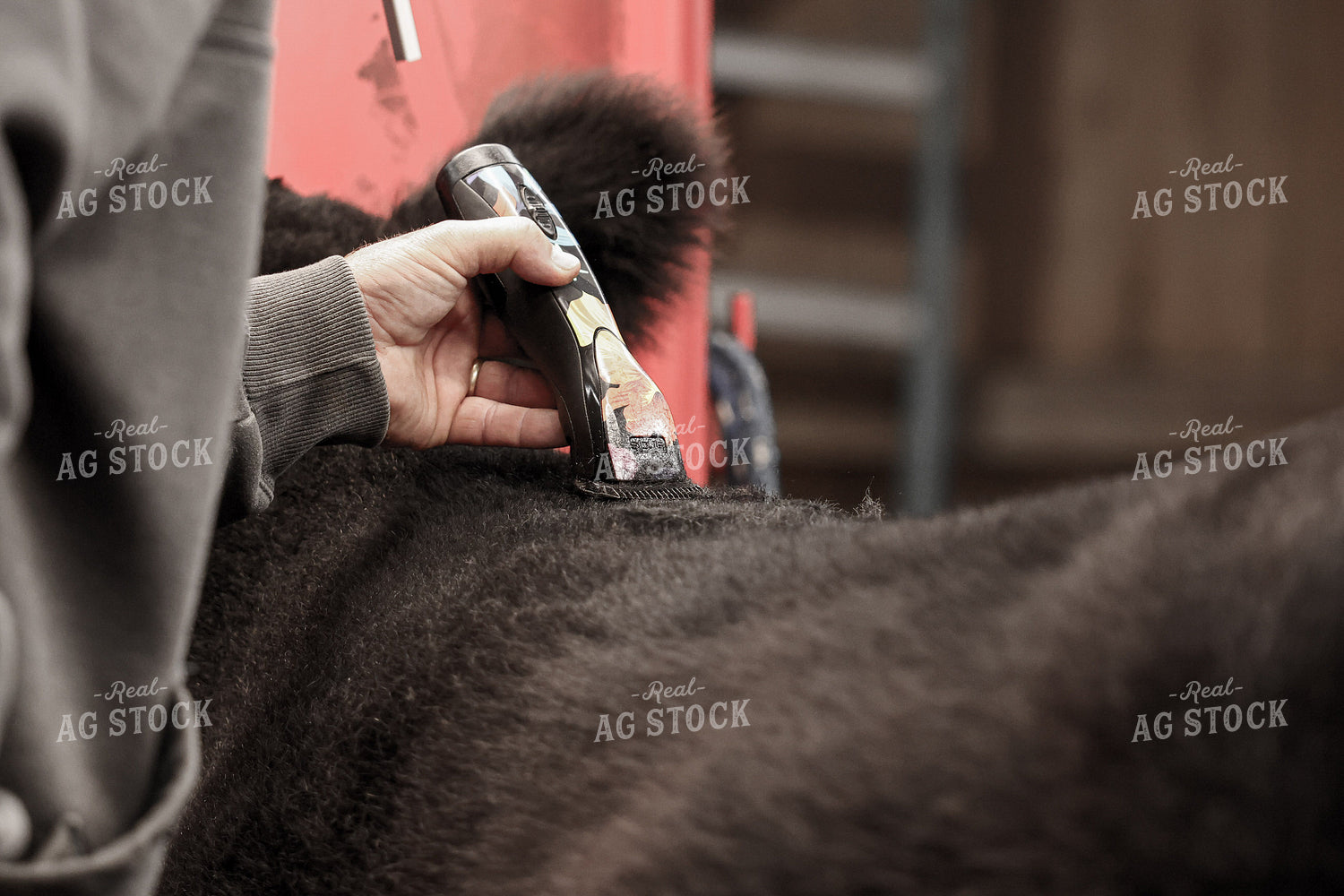 Clipping Show Calves 160458