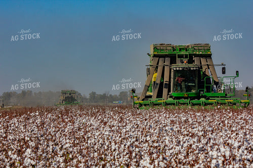 Harvesting Cotton 291070