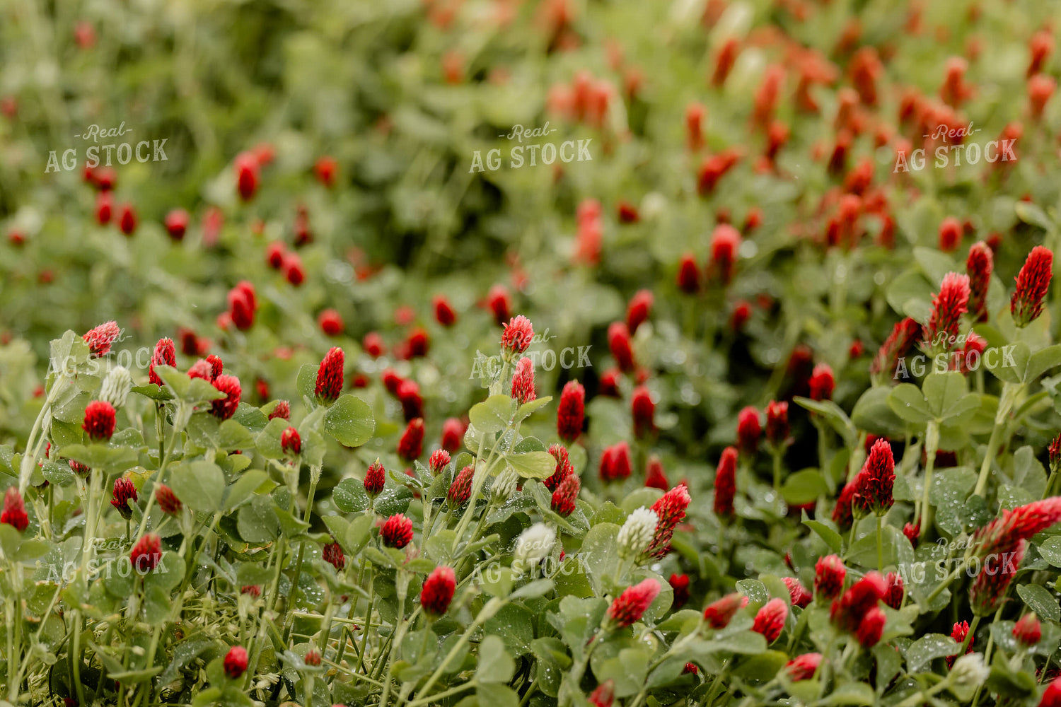 Cover Crop Crimson Clover 104110