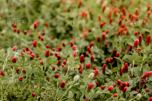 Cover Crop Crimson Clover 104110