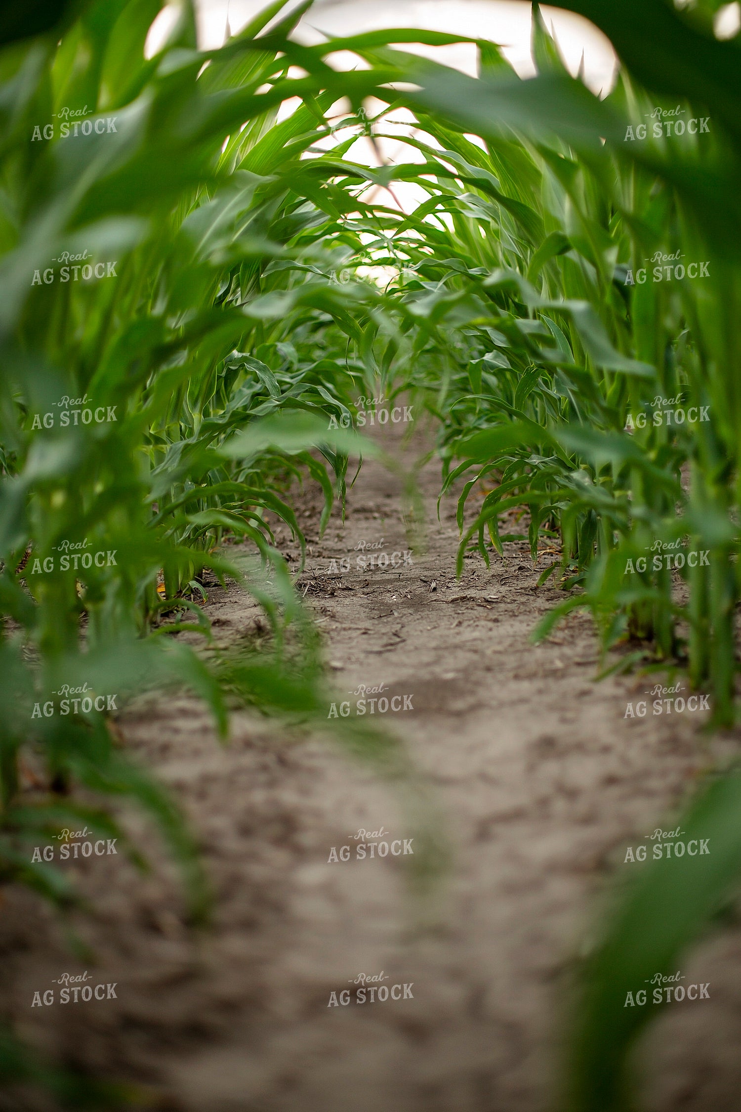 Mid-Season Corn 93032