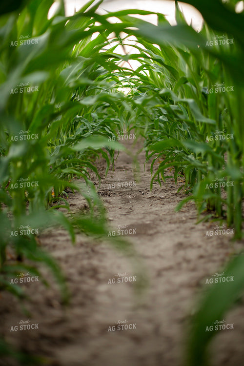 Mid-Season Corn 93032
