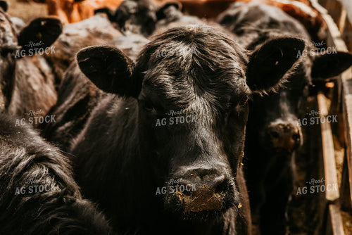 Black Angus Cow 64267