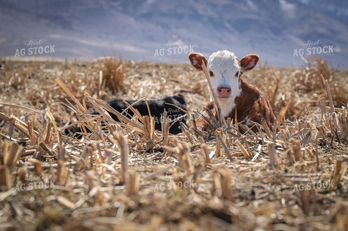 Hereford Calf 78173