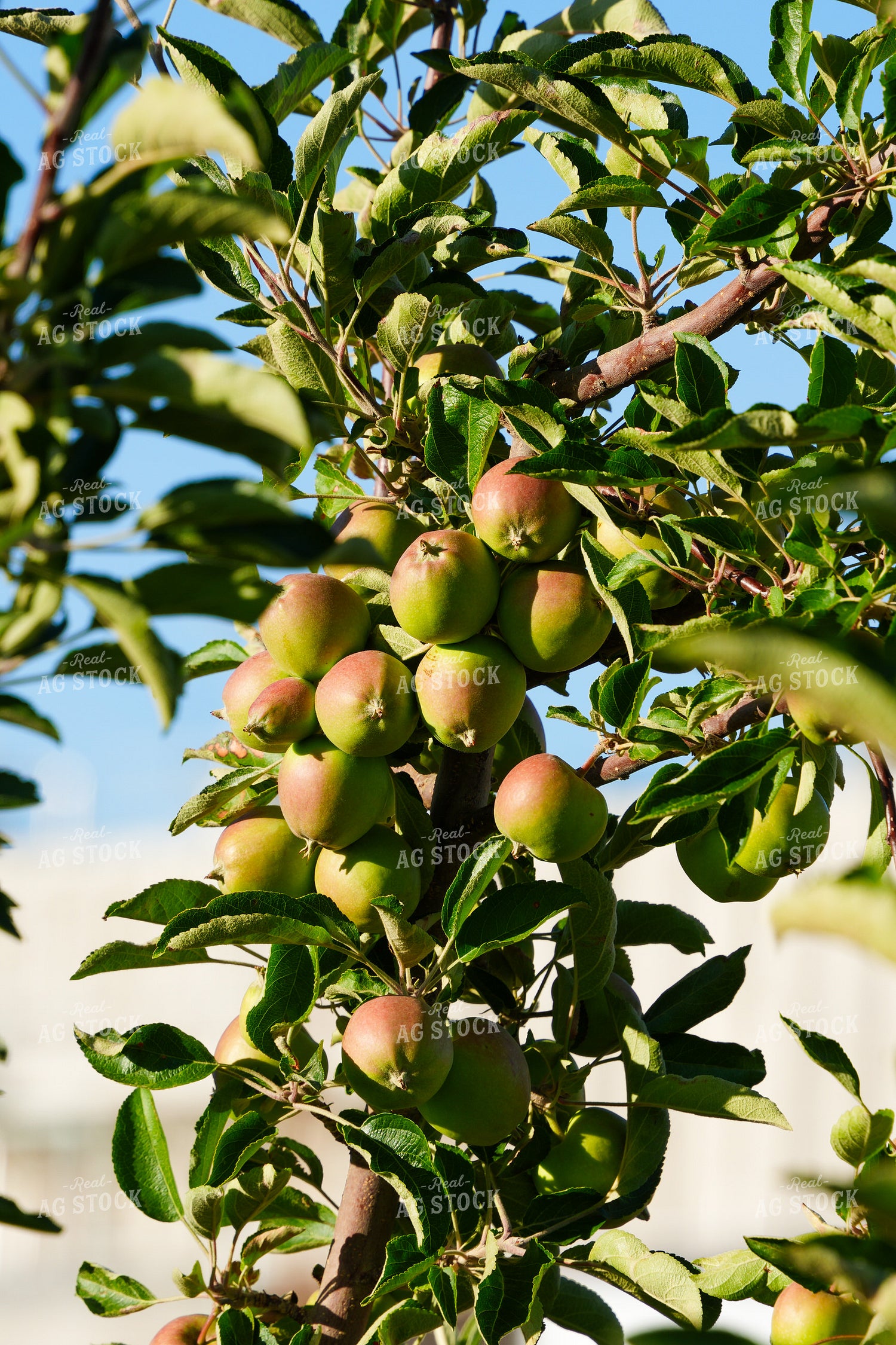 Mint Field 65802