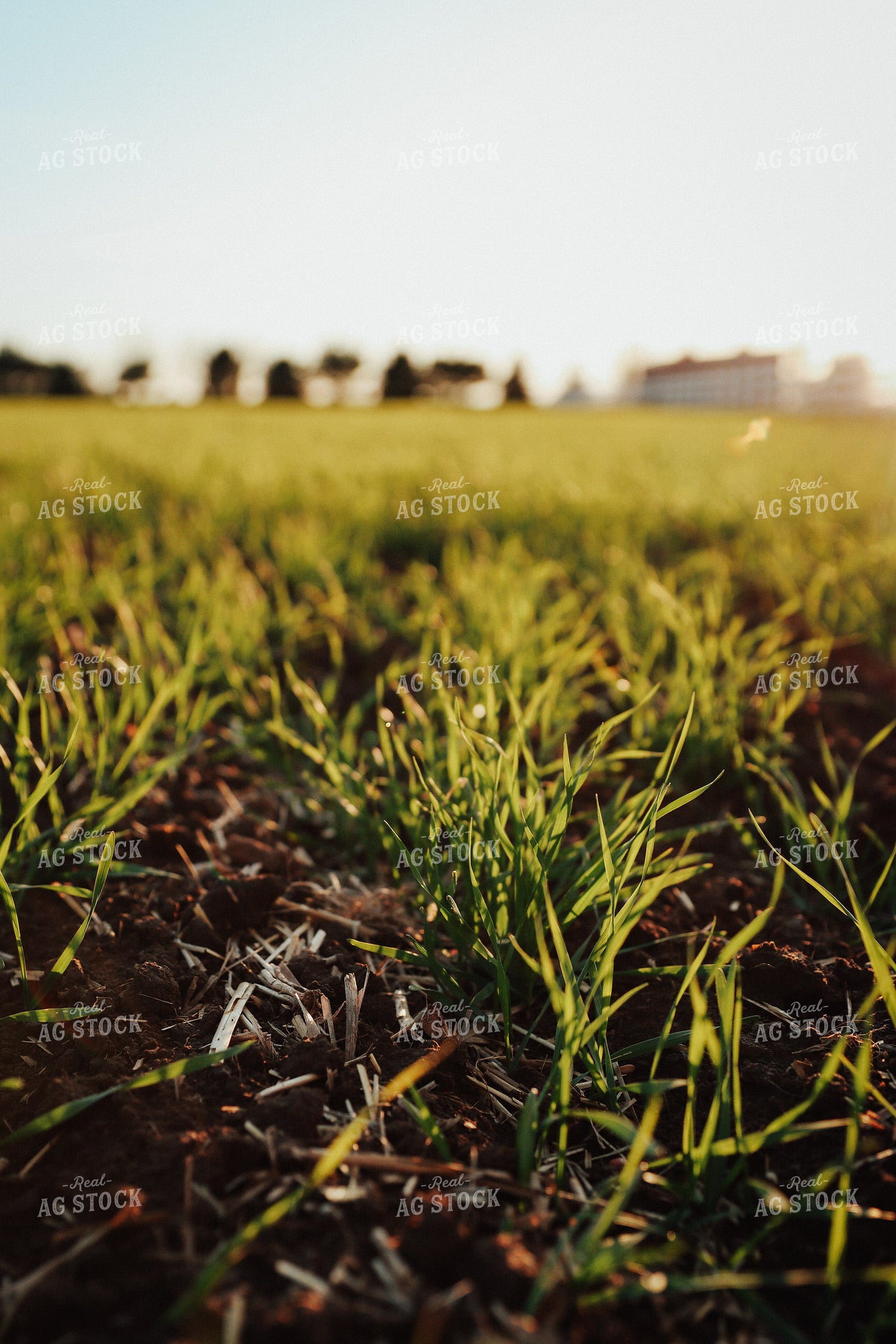Early Growth Wheat 83129