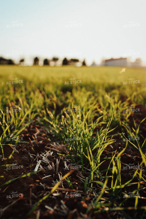 Early Growth Wheat 83129