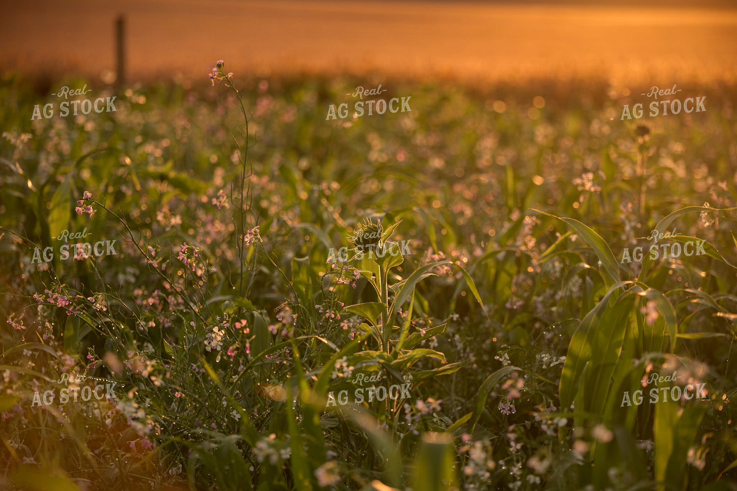 Cover Crops in the Sunset 76625