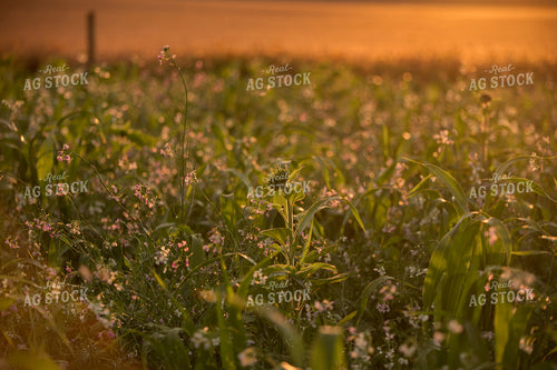Cover Crops in the Sunset 76625