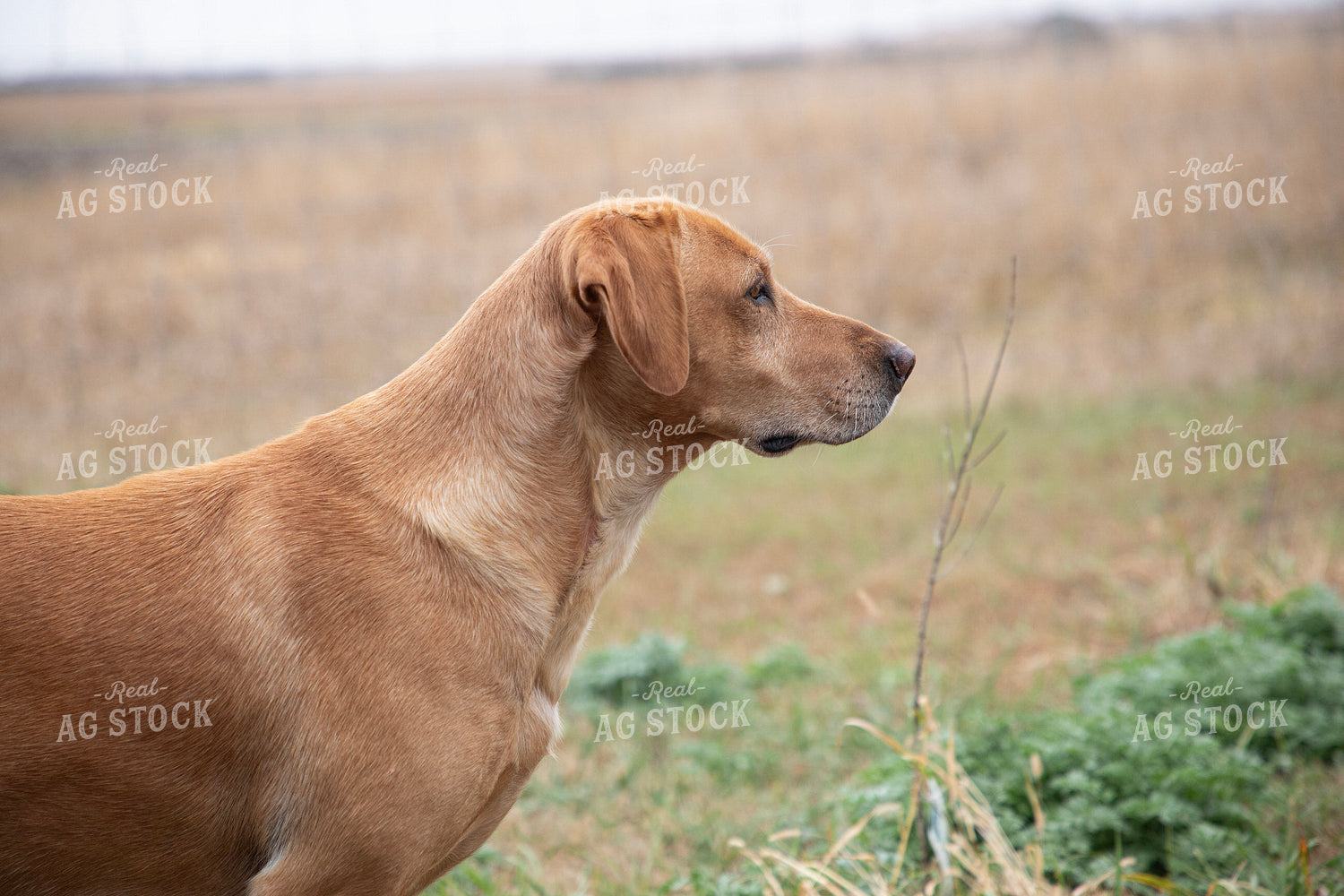 Farm Dog 117135