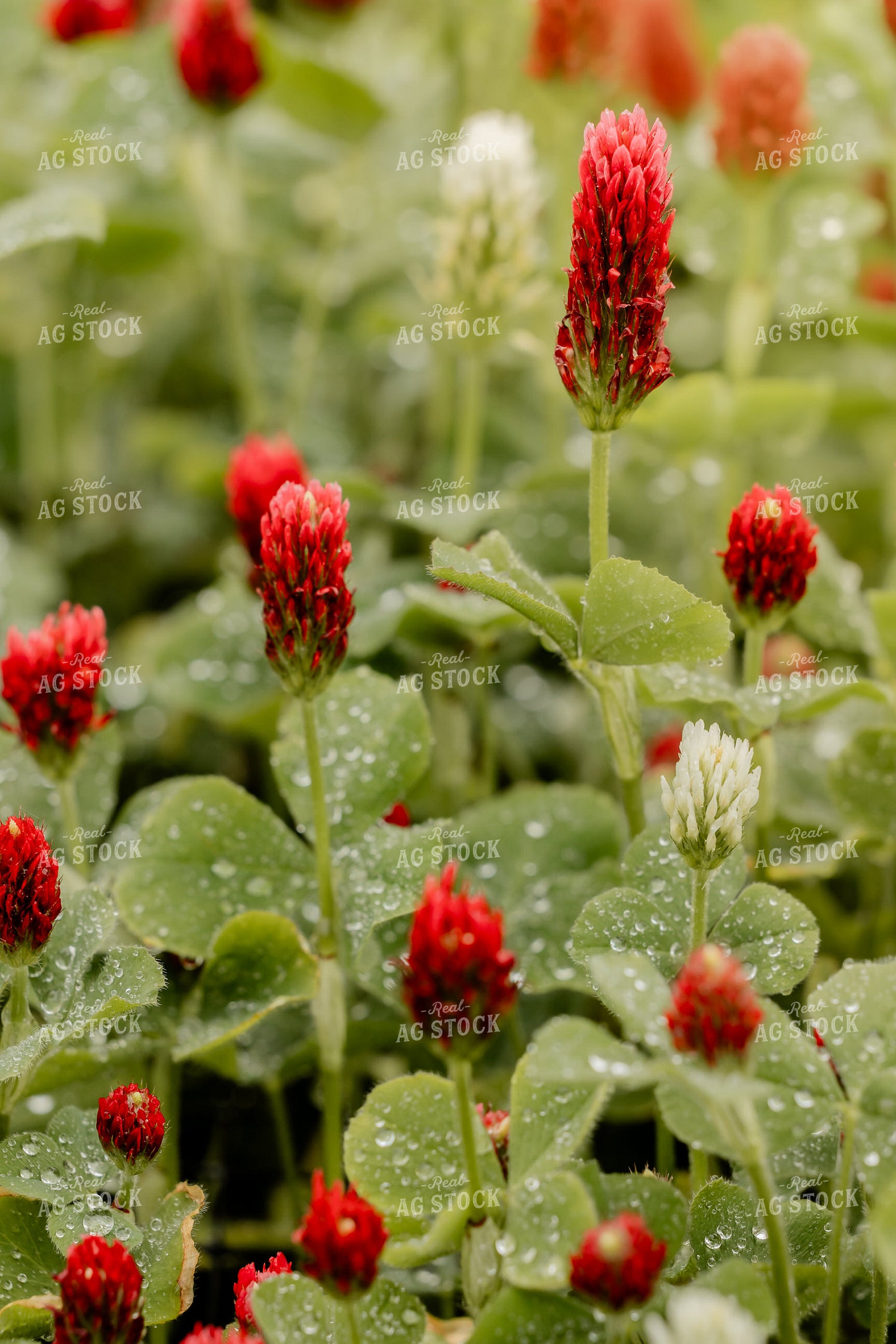Cover Crop Crimson Clover 104118