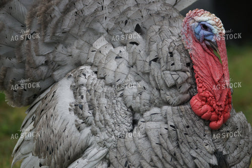 Turkey in Forest 126004