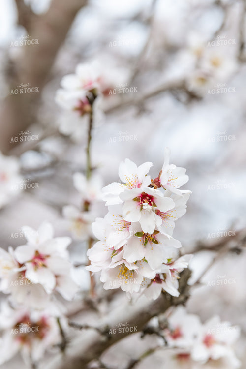 Almond Blossoms on Tree Branches 107085