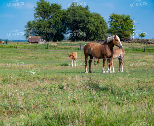 Horses and Foals on Pasture 302066
