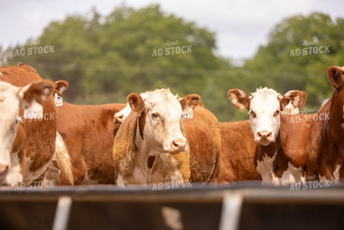 Hereford Cattle 99034