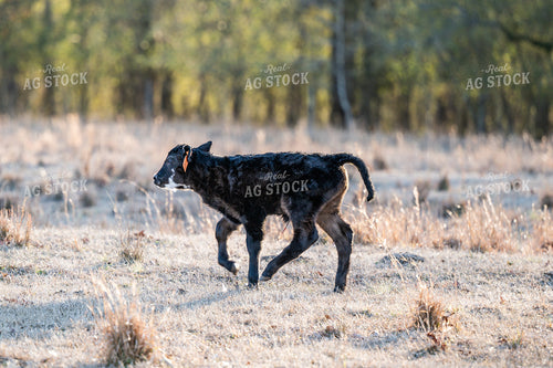 Calf on Pasture 192024