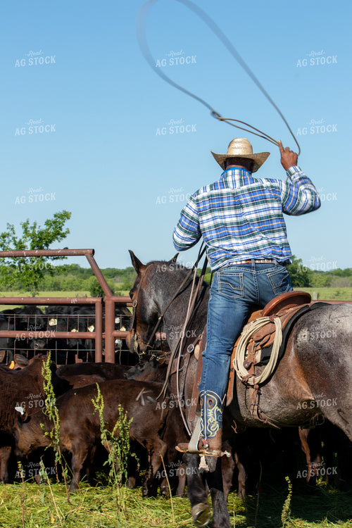 Rancher Herding Cattle on Horseback 175002