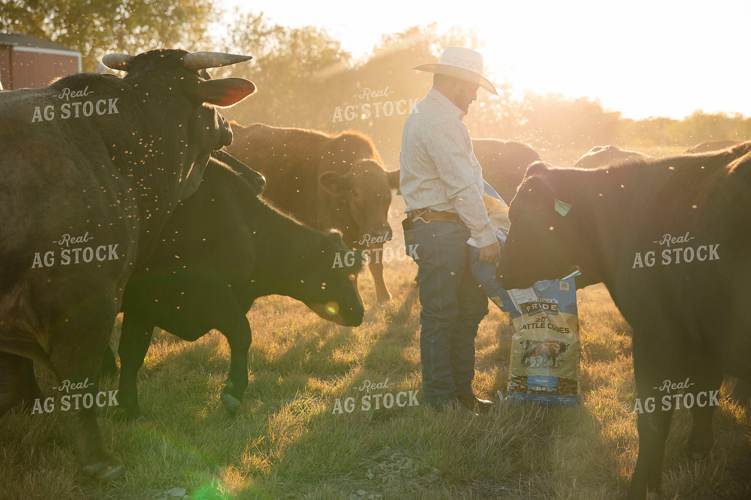 Rancher Feeding Cattle 205163