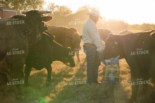 Rancher Feeding Cattle 205163