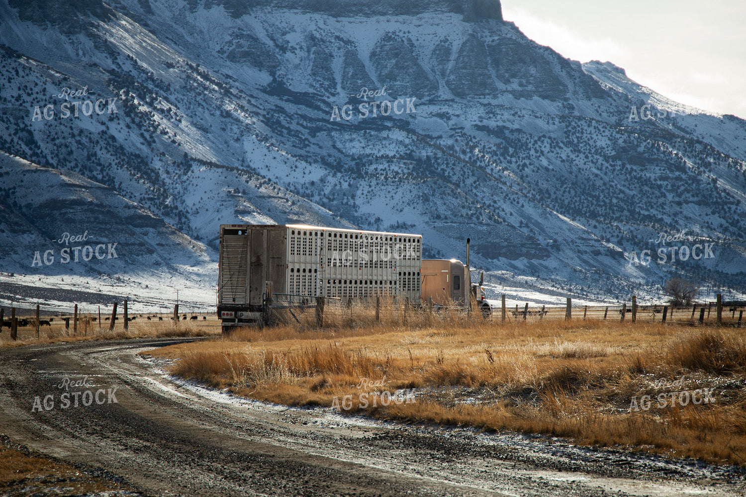 Transporting Livestock 78187