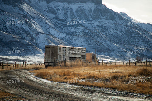 Transporting Livestock 78187