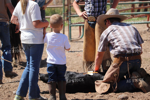 Working Cattle 102139