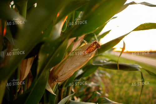 Corn - Mid-Season 2342