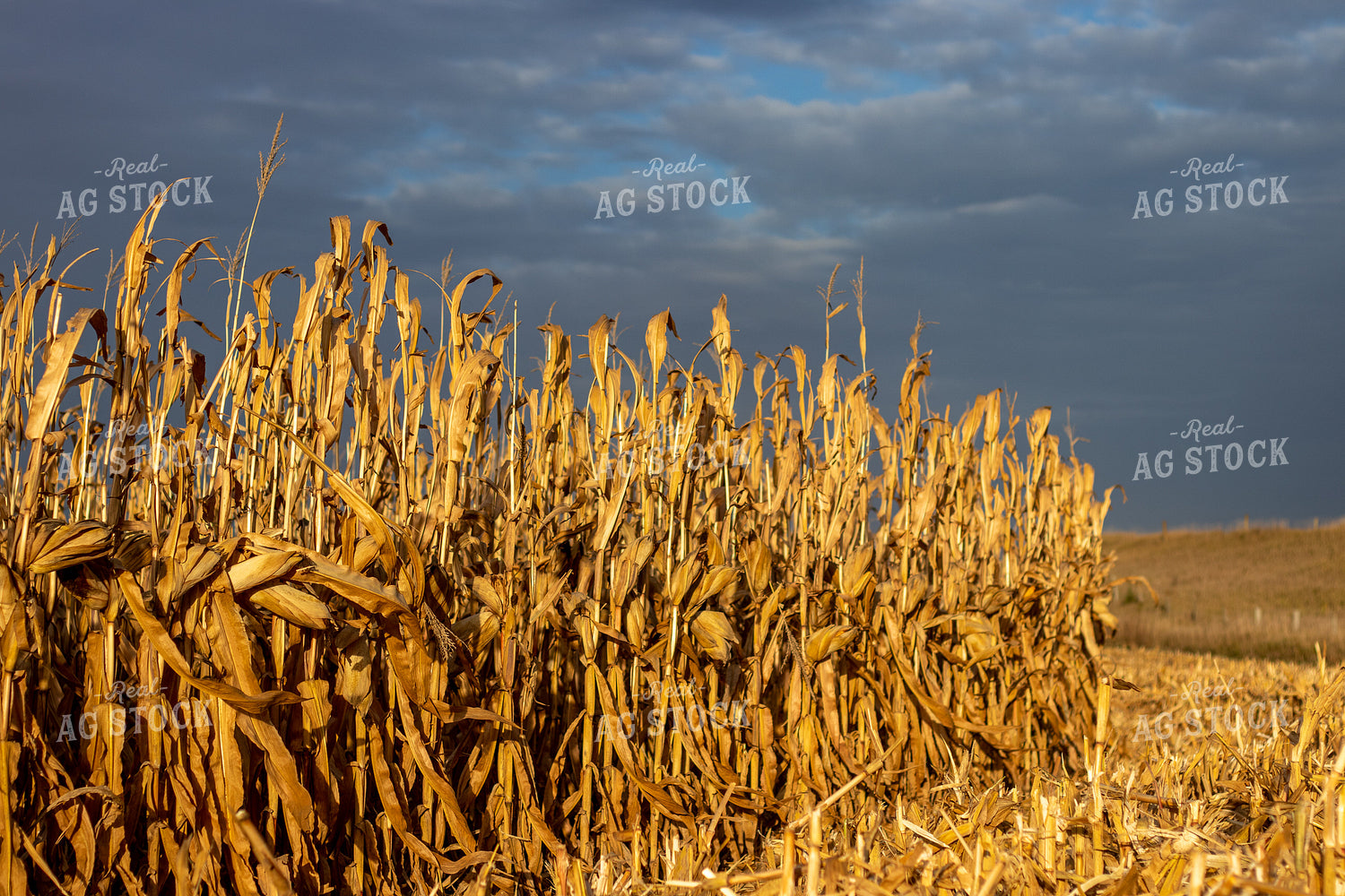 Dried Corn Field 67163