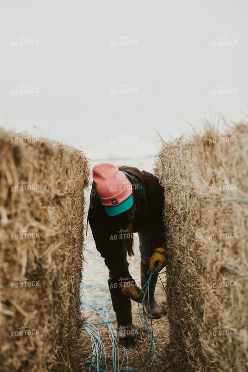 Female Rancher Feeding Cattle 61177