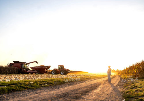 Farmer Watching Corn Harvest 115908