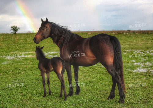 Horses with Rainbow 141284