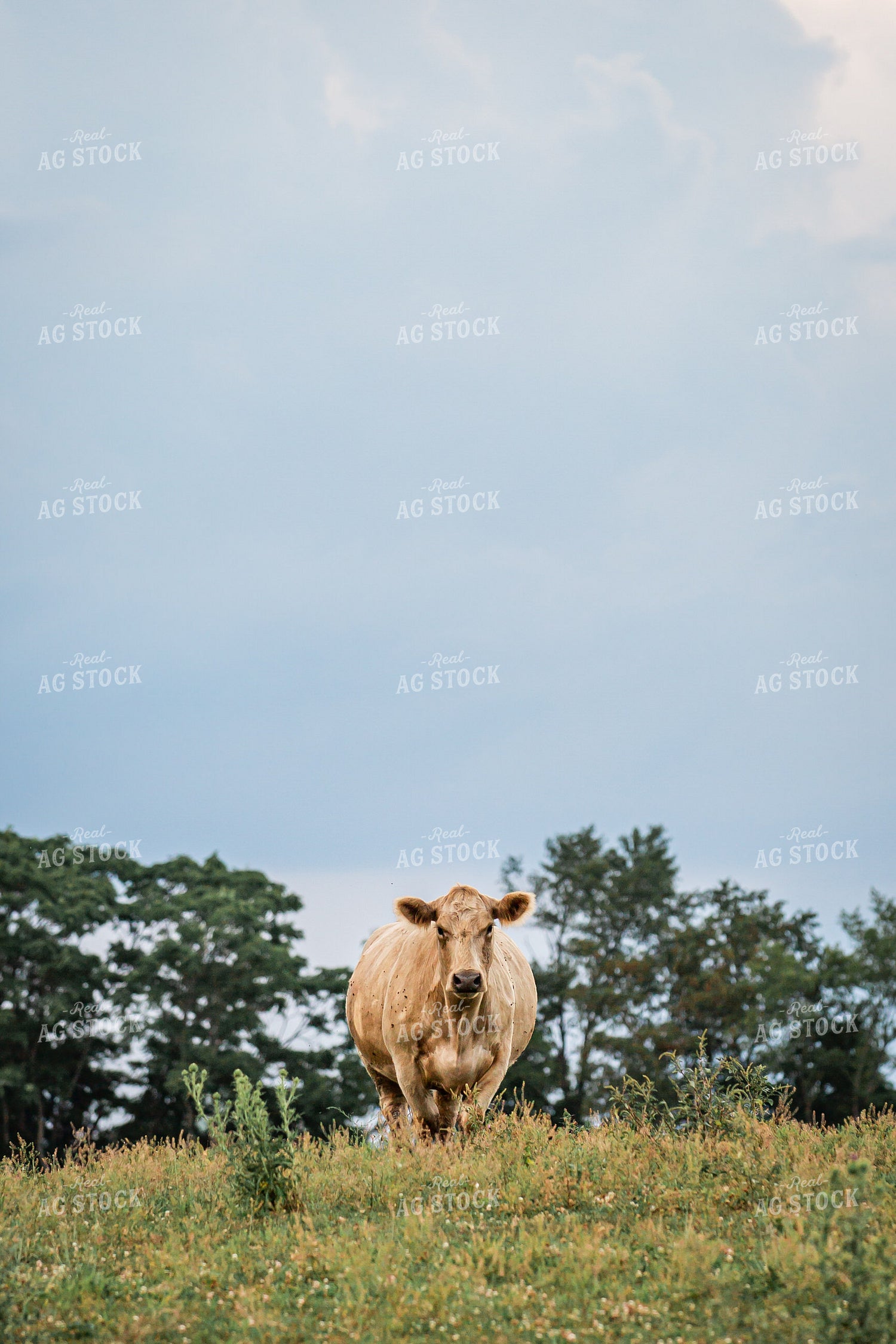 Cattle on Pasture 270241
