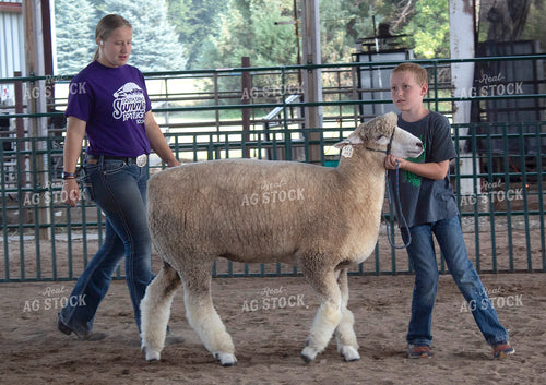 Showing Sheep 141372