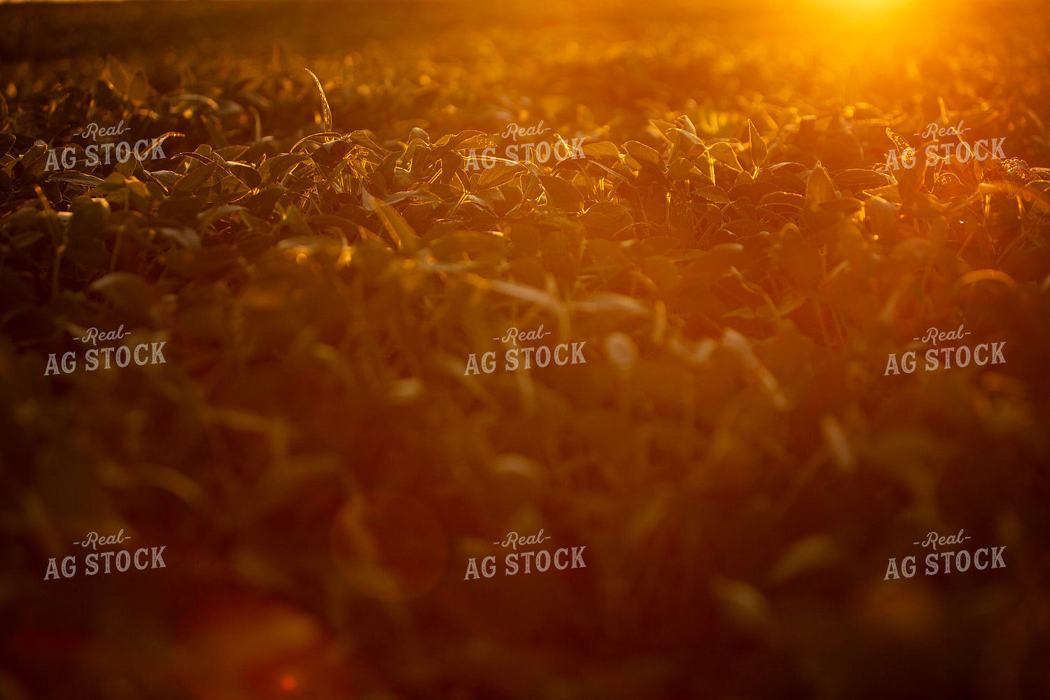 Soybeans - Mid-Season 4907