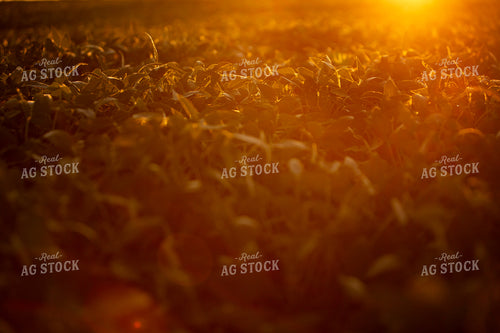 Soybeans - Mid-Season 4907