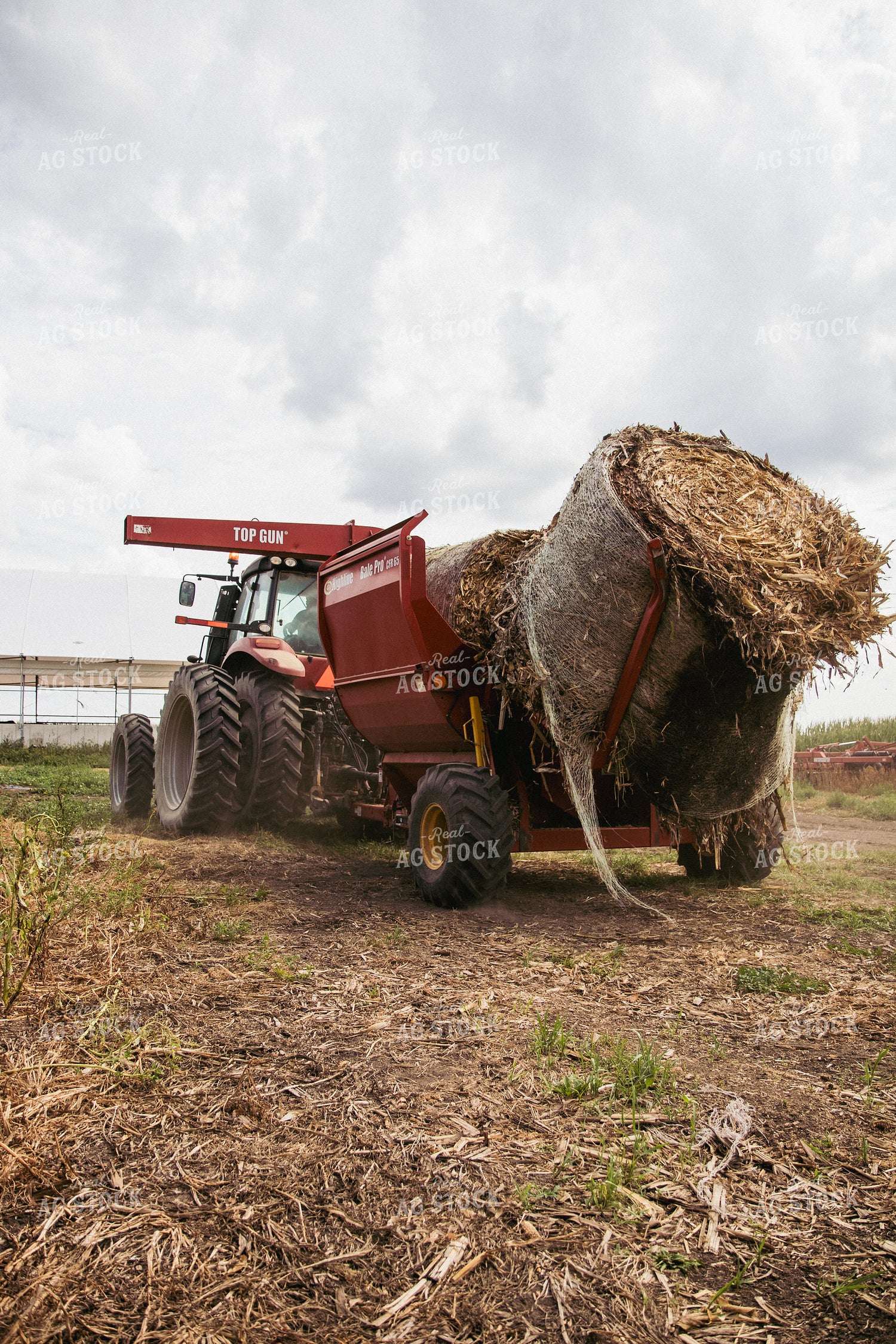 Feeding Silage to Cattle from Round Bale Processor 67404