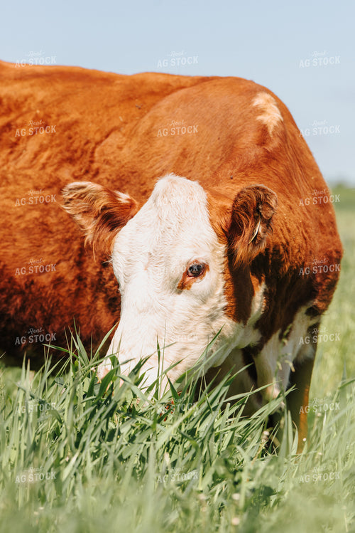 Hereford Cow in Pasture 68069