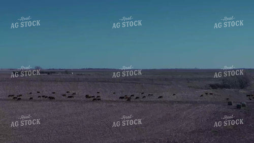 Cattle on Cover Crop 239110