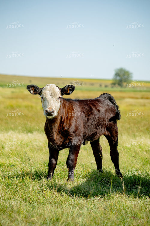 Angus Cross Calf 155313