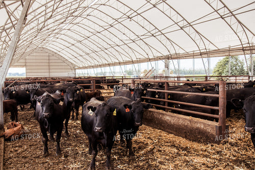 Cattle 67430