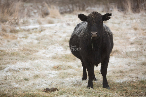 Cattle 1676