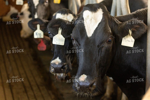 Holstein Dairy Calves with Ear Tags Inside a Barn 405024