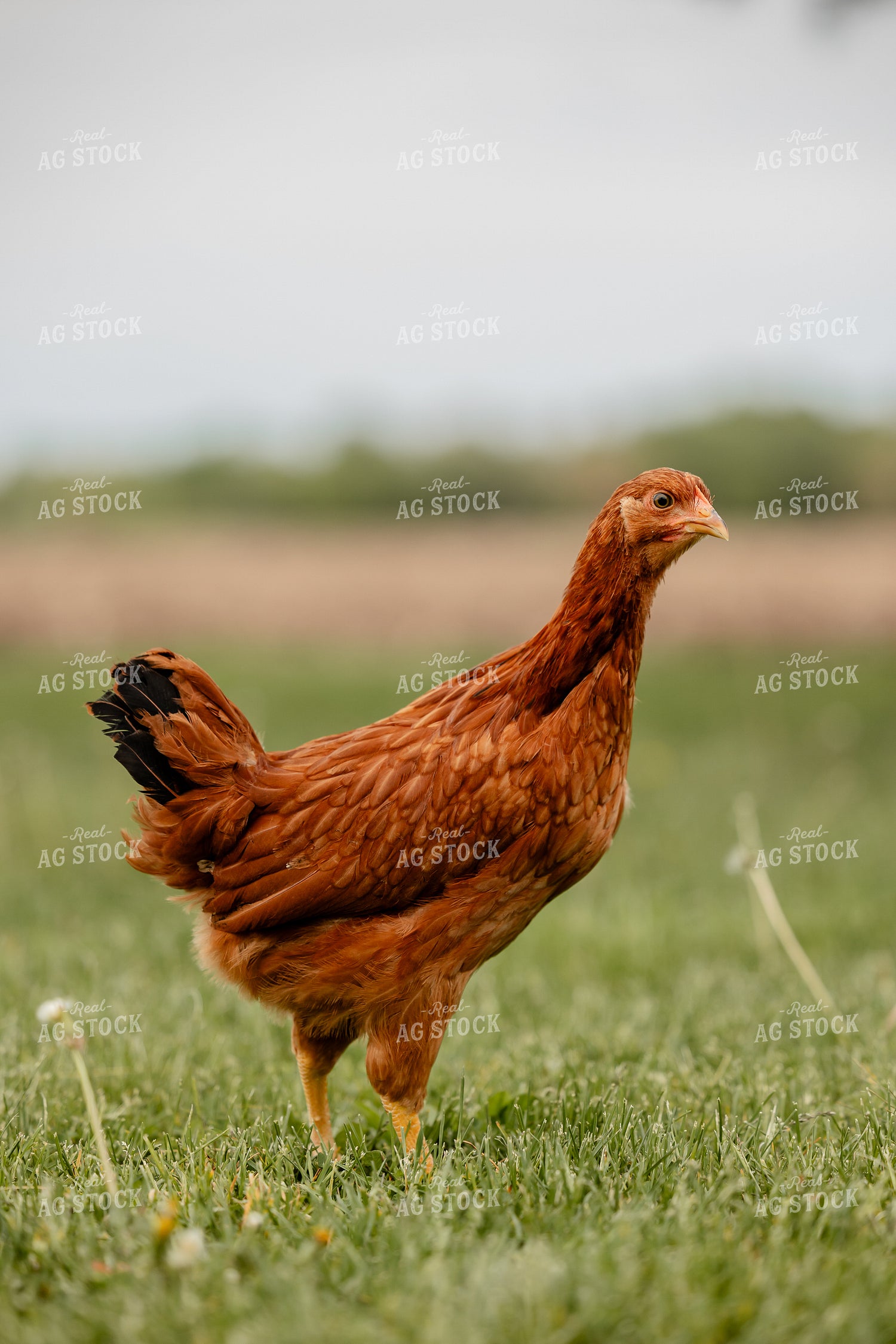 Pullet Laying Chicken 104097