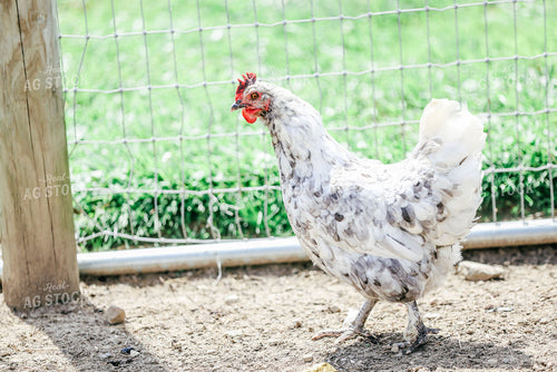 Chicken 90152